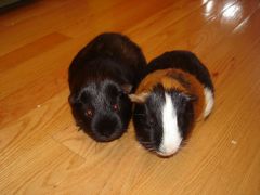 Jack and Raspberry the guinea pigs