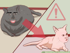 how to keep your cat from becoming nicholas cage