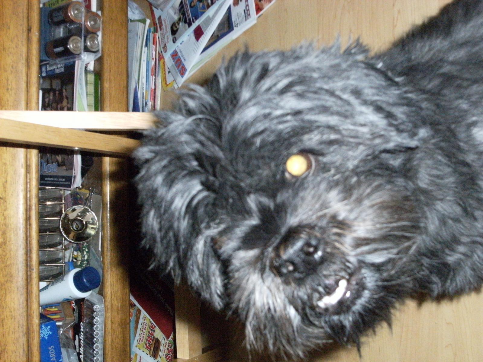 My Dog